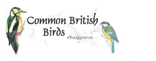 22 of Britains most common birds on one pen